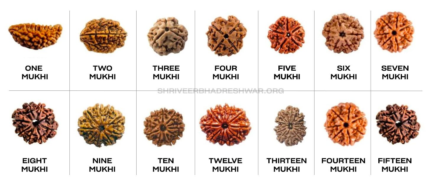 Different types of Rudraksha